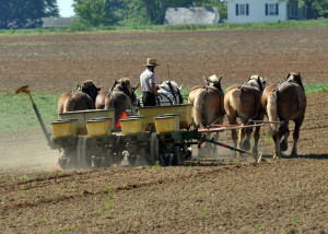Amish working a farm in Lancaster County, PA. Image Source: freeimages.com