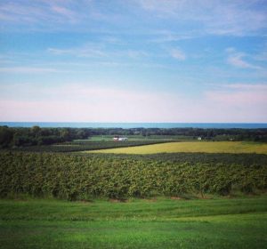 Chautauqua County is known for extensive grape acreage in the northern part of the county and numerous dairy farms in the southern part of the county. Image Source: Jason Toczydlowski, CHQ Local Foods