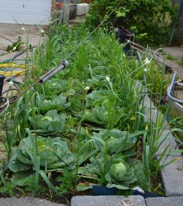 A network of community gardens and urban farms is supported by multiple community organizations. Image Source: American Farmland Trust
